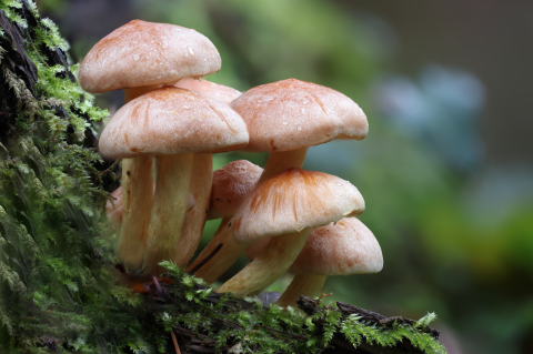 Fruiting mushrooms grow on a decaying piece of wood.