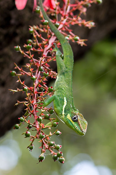 Anolis-equestris lizard.