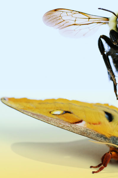 A researcher in the lab holding a hawkmoth.