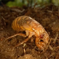 Zombie Cicadas