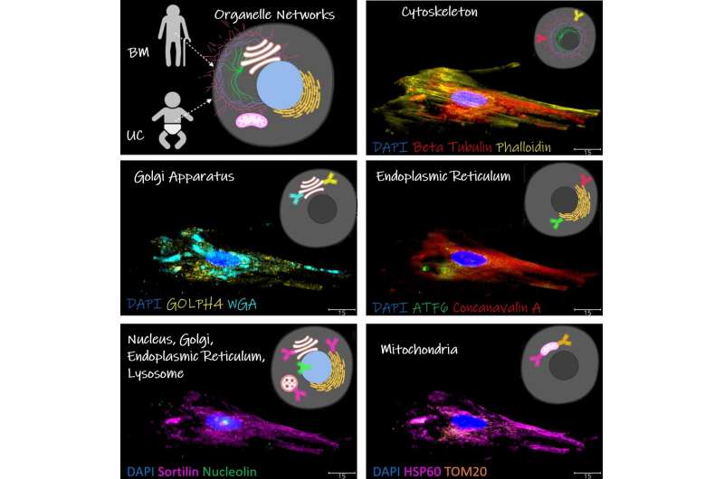 stem cells