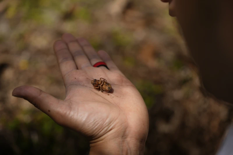 cicada