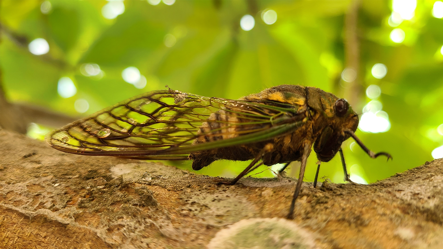 cicada