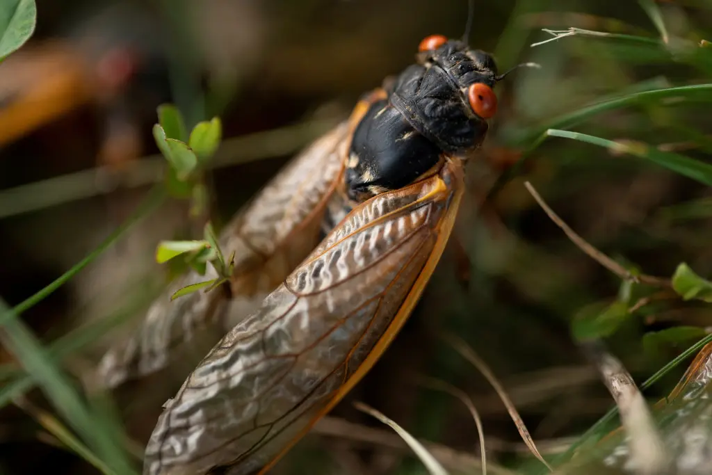 cicada