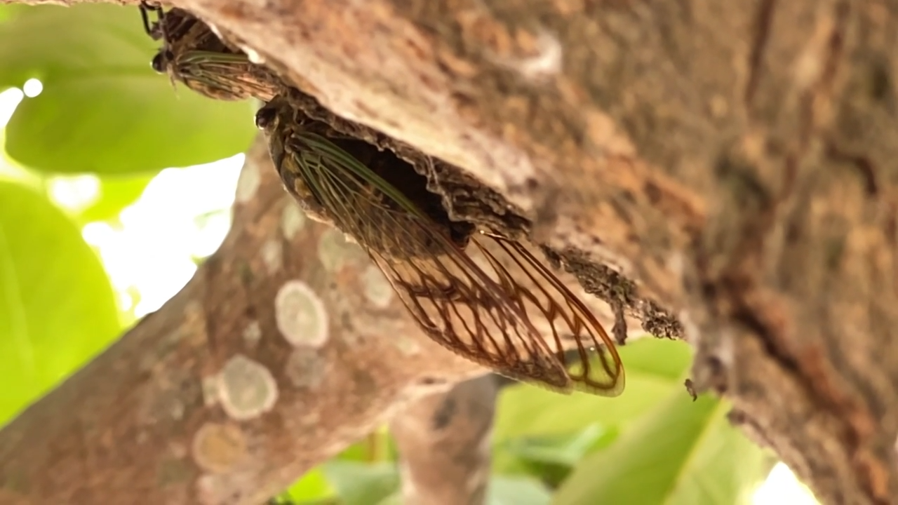 cicada