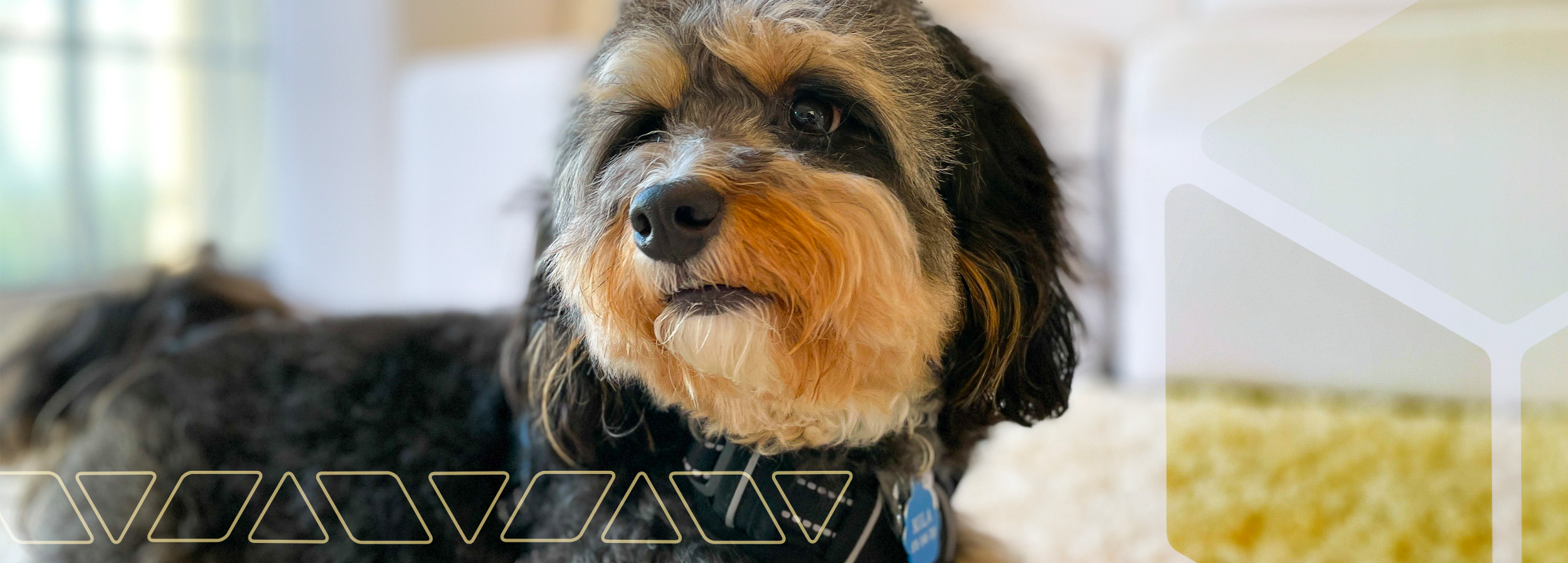 Dog wearing a Pet Track collar