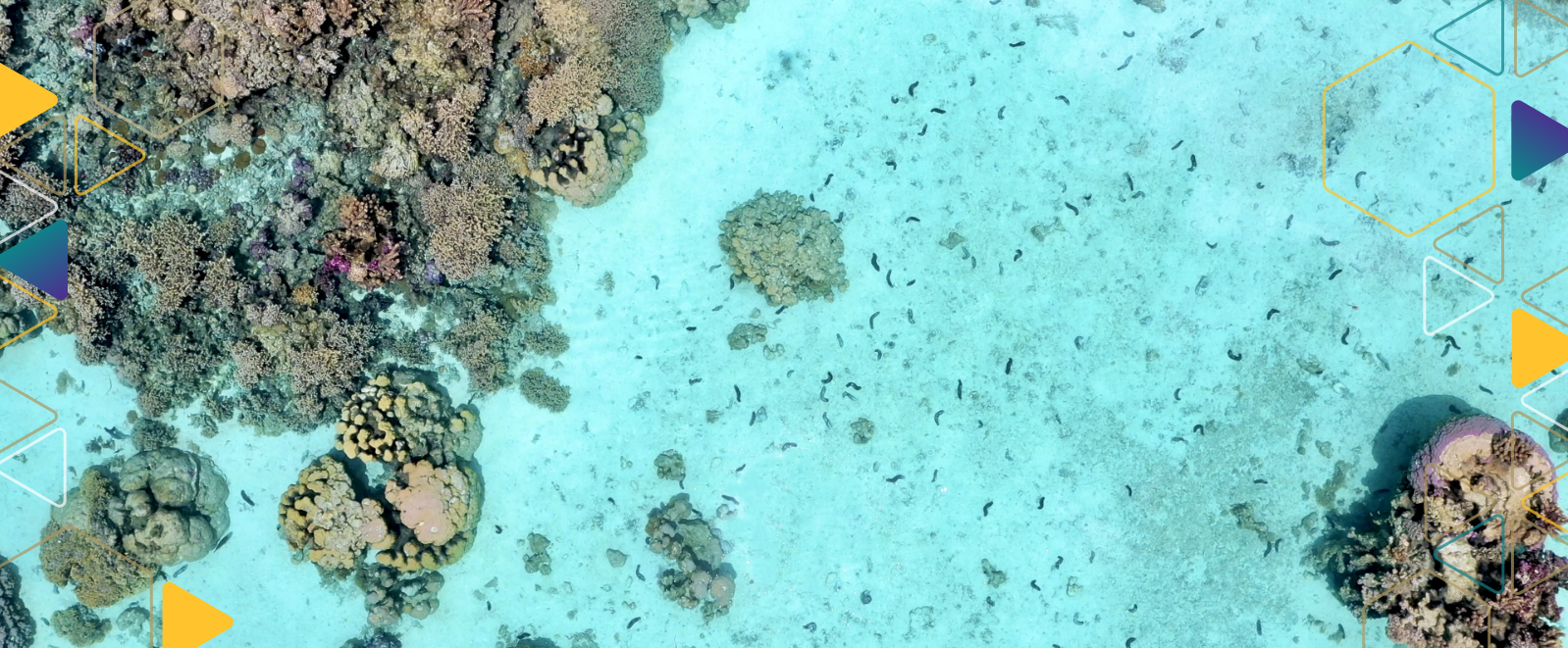 deep sea image of sea cucumbers with an overlay of hexagons