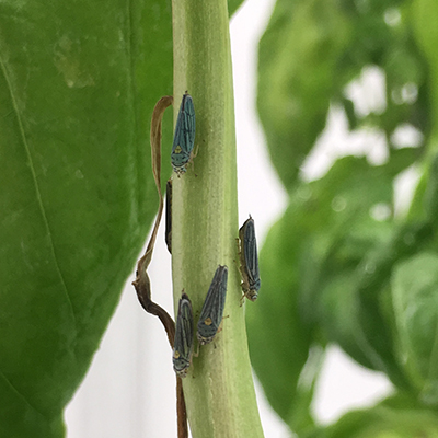 closeup of insects on a plant stem