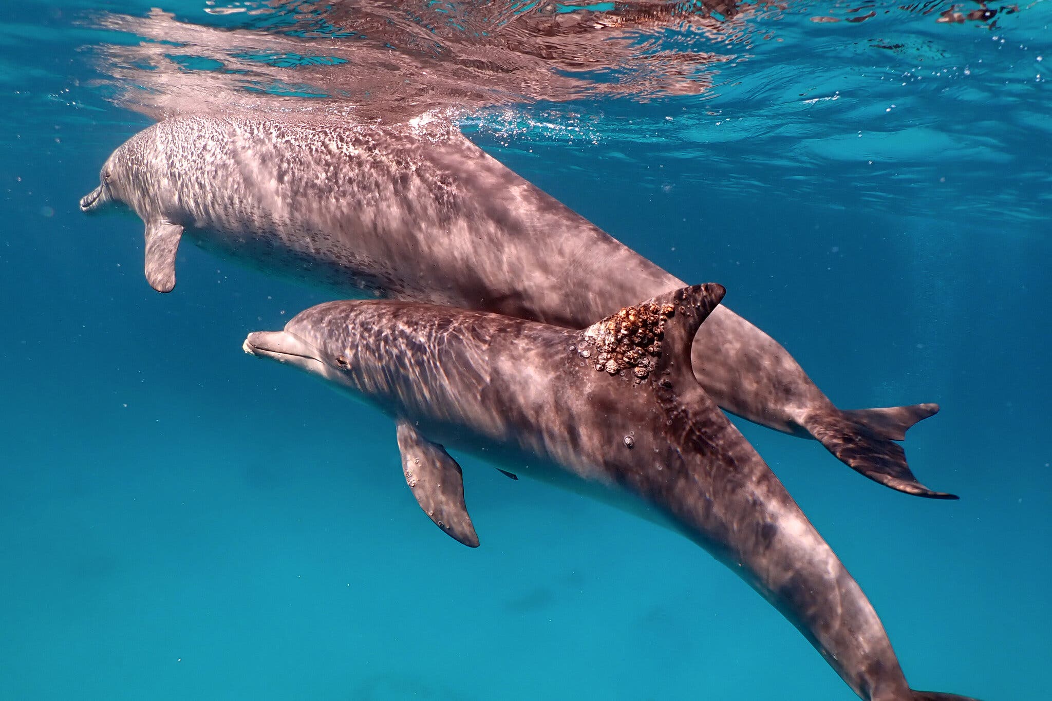 A dolphin with a fungal infection on its dorsal fin. Credit: Angela Ziltener