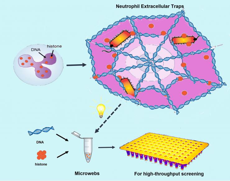 <p>This is how the researchers got the idea to make their microwebs to snare bacteria the way white blood cells use so-called NETs to do it in our bodies. Credit: Georgia Tech / University of Michigan</p>