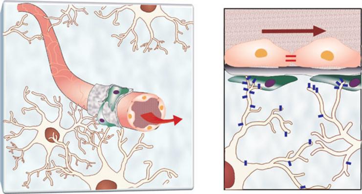 <p>Illustration of human astrocytes (white) interfacing with endothelial cells in the vasculature. On the right, aquaporin-4 is expressed for the exchange of water and some nutrients and waste. Credit: Georgia Tech / Kim lab / Yonsei University College of Medicine</p>