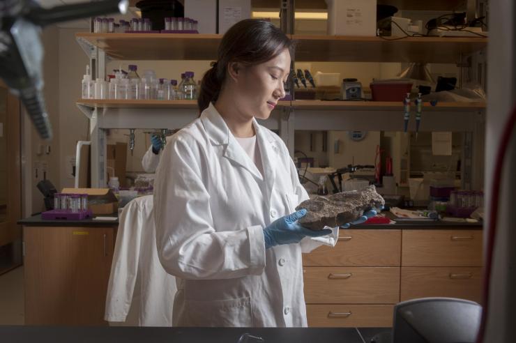 <p>Biogeochemist Yuanzhi Tang in her lab at Georgia Tech with a sample of ancient sedimentary rock. Credit: Georgia Tech / Christopher Moore</p>