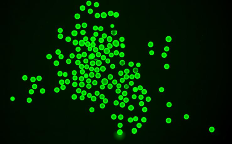 Peg microgels, stained green, are the engineered biomaterial microgels used for transplant that carry the SA-PD-L1 protein. (Credit: Maria Coronel, Georgia Tech)