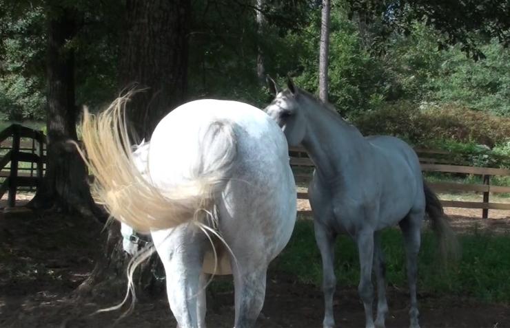 <p>A horse swats flies with its tail. Georgia Tech researchers have studied how animals such as horses use their tails to generate airflow that keeps mosquitoes away – and swats them if they land. (Credit: Marguerite Matherne, Kasey Cockerill, and Yiyang Zhou, Georgia Tech)</p>