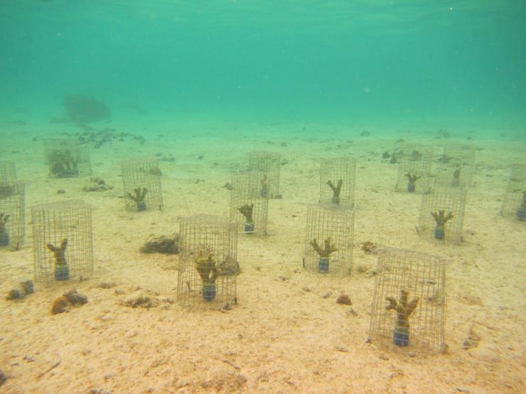 <p>Porites cylindrica corals were caged to exclude other predators and a Coralliophila snail was attached to feed for 24 days. Although snail feeding is very localized, the negative effects of predation are evident at nearby locations on the coral. (Credit: Cody Clements, Georgia Tech)</p>