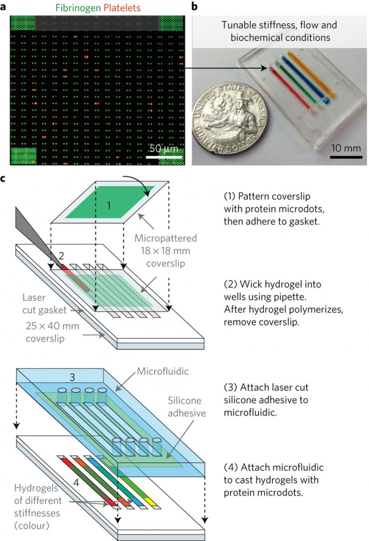 <p>How it works: A microfluidic device sends platelets to the gym to test how strong they are. When a strong platelet touches two microdots, it adheres to them and pulls them together, including against the resistance of gels of varying stiffness. </p>

<p>Photo credit: Emory University / Georgia Tech</p>