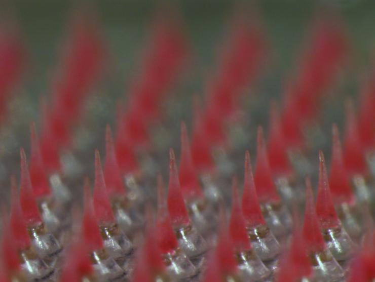 <p>Microscope image shows microneedles containing the contraceptive drug levonorgestrel. The microneedles are less than one millimeter tall. (Credit: Wei Li, Georgia Tech)</p>