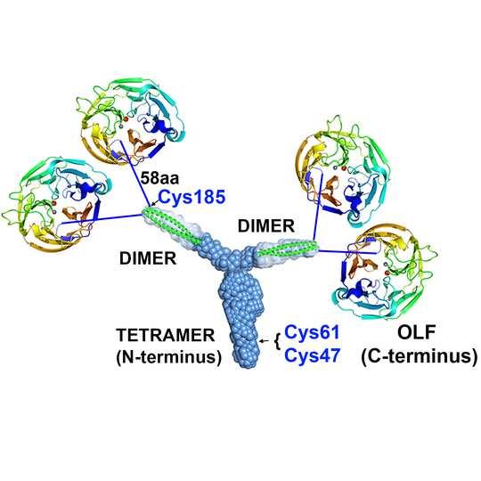 Unique Y-shape protein dimer of dimers tetramer in myocilin