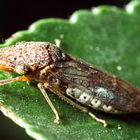 Watch These Tiny Bugs Catapult Urine with Their Butts