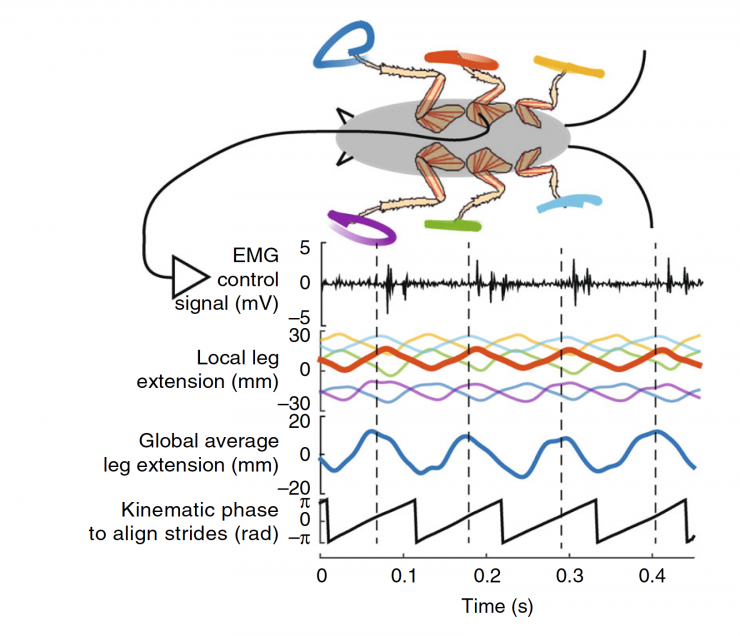 <p>Eeewww, a cockroach! Then it zips off before the swatter appears. Now, researchers have leveraged the bug’s superb scurrying skills to create a cleverly simple method to assess and improve locomotion in robots.</p>