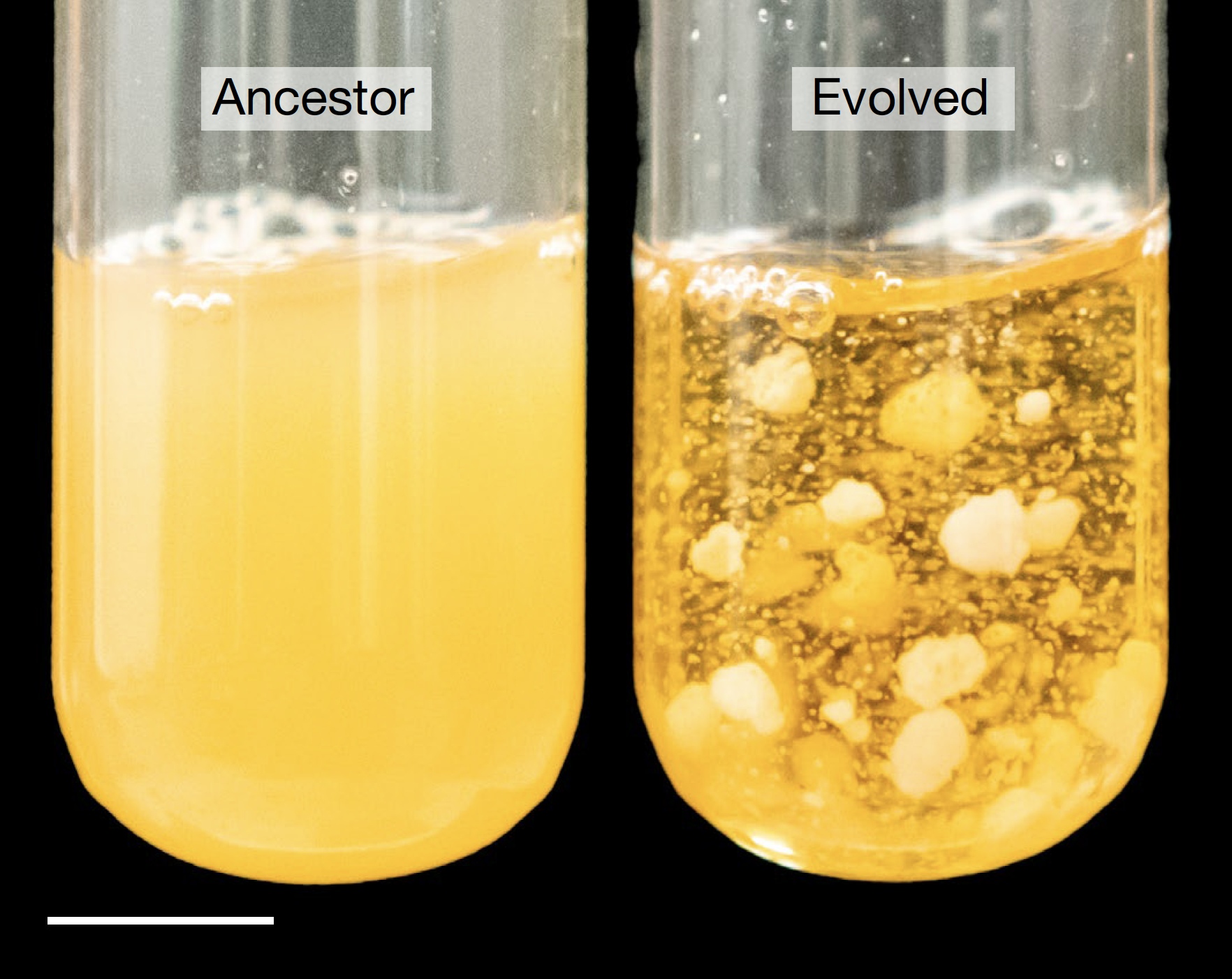 yeast in shaking incubators