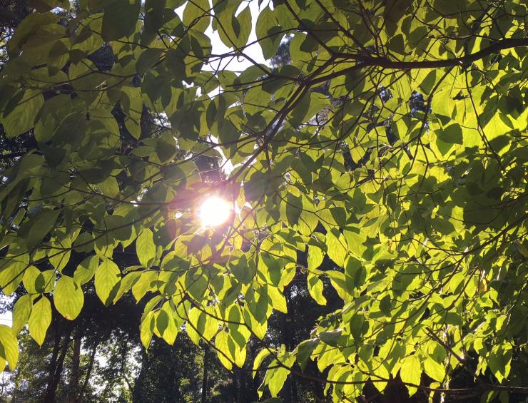 Sun in the leaves