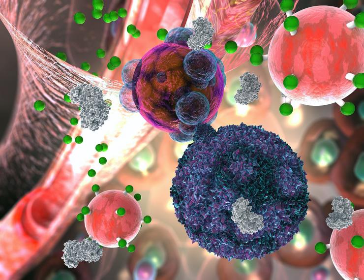 <p>The activity sensor illustrated in reddish-pink with small, green attachments is shown here in its application to detect organ transplant rejection. T cells secrete the enzyme granzyme, here in gray, which kills cells but also severs the fluorescent green signal molecules from the activity sensing nanoparticle. The green signal molecules make their way into the urine, where they give off a fluorescent cue. Credit: Georgia Tech / EllaMaru Studios work for hire / press handout</p>