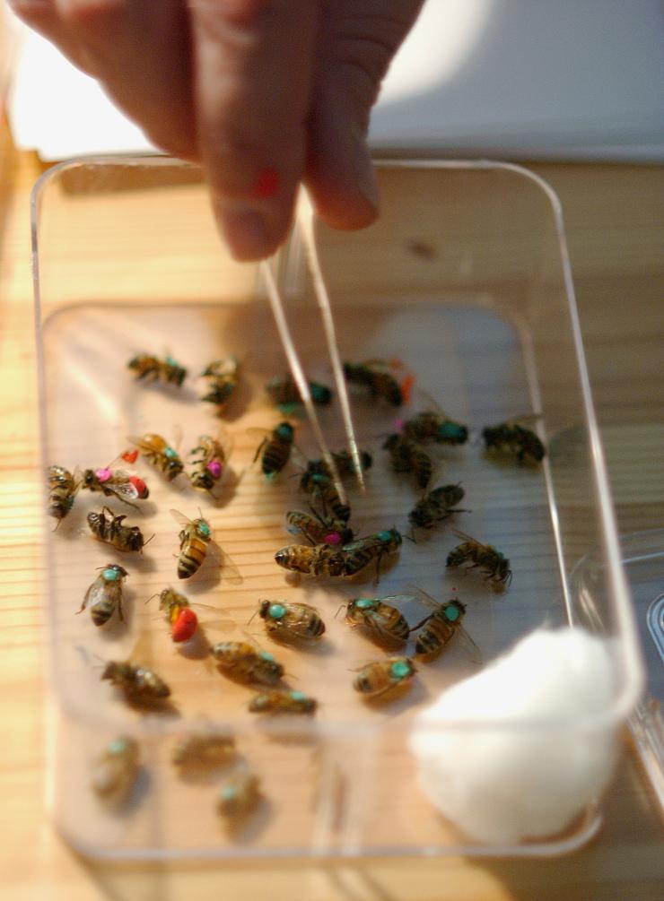 <p>For their work on an algorithm based on bee colony behavior a team of Georgia Tech systems engineers and a Cornell University collaborator, who studies bees, won The Golden Goose Award. It recognizes the practical, impactful contributions to society by research that may appear musing. The award highlights the high value of curiosity-driven science to humanity. Credit: National Science Foundation </p>