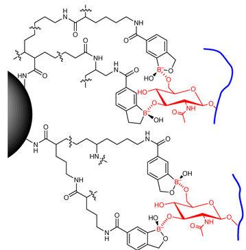 Chemical octopus grabbers bond on two places with sugary glycans