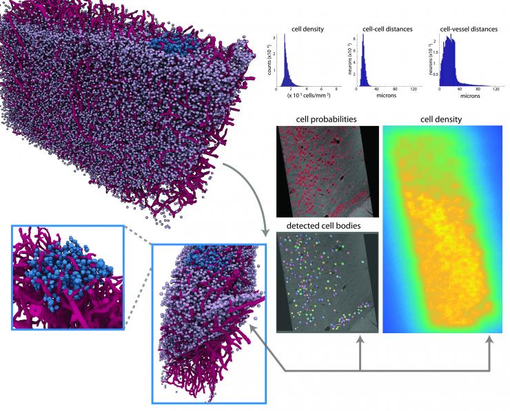 <p>Like the map view of an Earth imaging program, this image of a brain section takes cues from actual imaging performed with highest-energy X-rays at a synchrotron and turns them into a graphic depiction. The imaging concentrates on a meso-scale of the brain analogous to the map view of Google Earth. The scale could be useful in studying how the brain computes.</p>