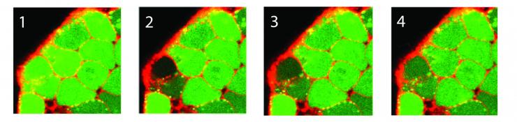 <p>A sequence of images depicts the photo bleaching (frame 2) and recovery (frames 3-4) of a fluorescent dye for quantification of relative diffusion rates between adjacent stem cells within a colony. (Credit: Chad Glen, Georgia Tech)</p>