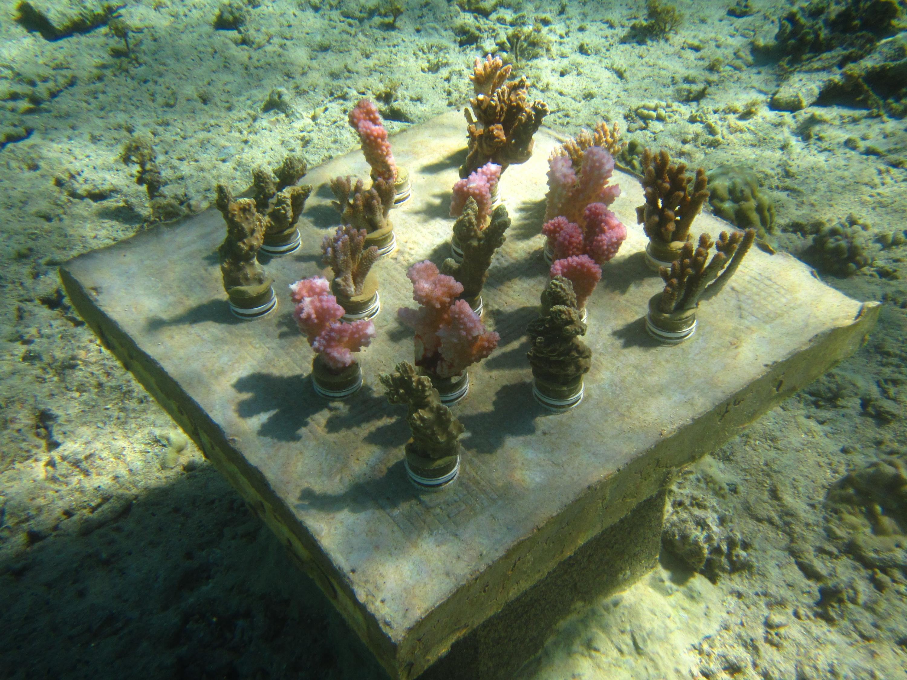 Close up of coral starters