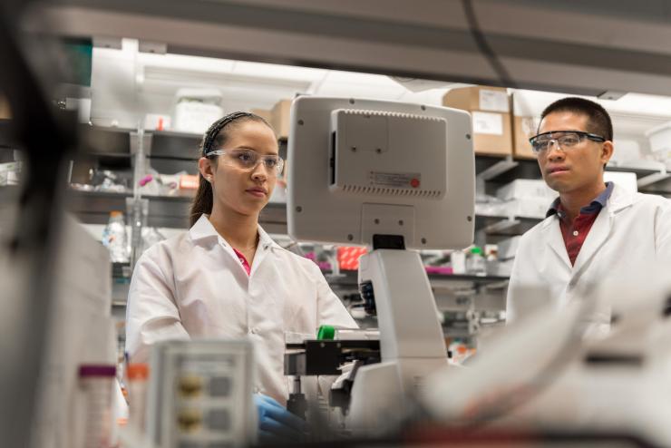 <p>Postdoctoral Fellow Randall Toy and Research Experience for Undergraduates (REU) Program student Angela Jimenez monitor a test underway in the research laboratory of Krishnendu Roy at Georgia Tech. (Credit: Rob Felt, Georgia Tech)</p>