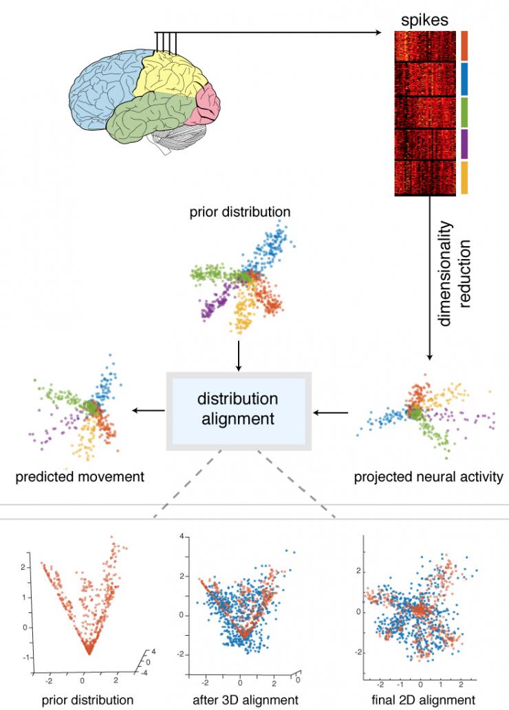 <p>Neuron firings were mathematically decoded and graphed into patterns, such that researchers were able to match the firings of populations of neurons behind arm movements to the actual bodily movements in animal models. The frequency of neuron firings denoted in the red bar does not visually match the arm movements the firings cause. Decoding was necessary to make the connection. Credit: Northwestern University / University of Pennsylvania / Georgia Tech</p>