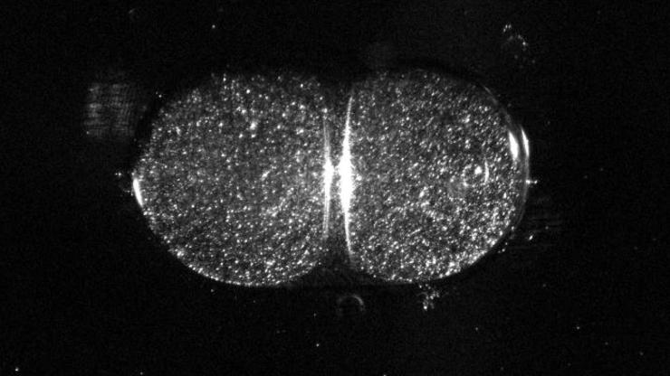 <p>A side view image of a shrinking toroidal droplet. A laser sheet illuminates the polystyrene particles in a cross-section of the torus creating optical heterogeneities. The shape of the torus has been significantly deformed from circular due to the viscous stresses exerted at the interface. (Courtesy of Alex Fragkopoulos)</p>