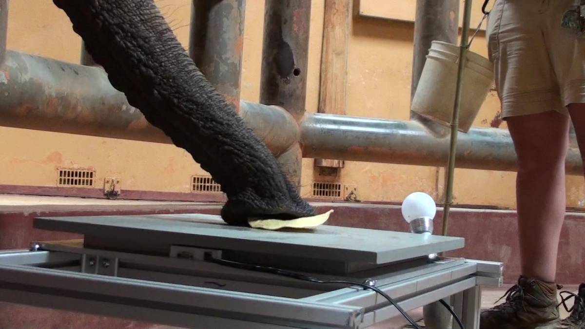 An elephant uses suction to pick up a tortilla chip.