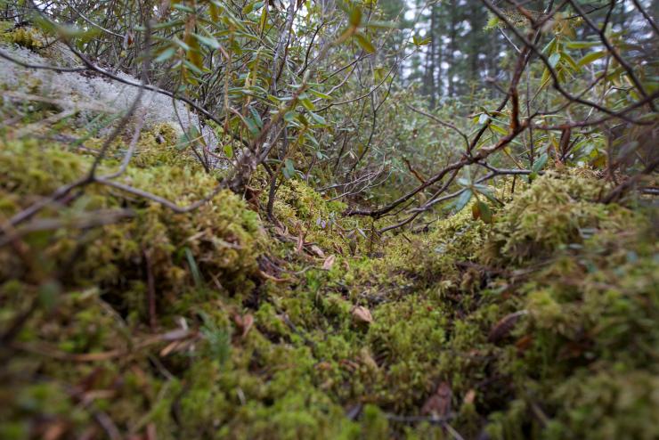 <p>The peat moss, or <em>Sphagnum</em>, that grows in hummocks (small hills) and hollows (small valleys) are two different species. Over the millennia, they have produced large underground stores of soil carbon. These may prove to be stable in the face of global warming and may not convert in significant volumes to greenhouse gasses, a new study says.  Credit: Georgia Tech / Ben Brumfield</p>