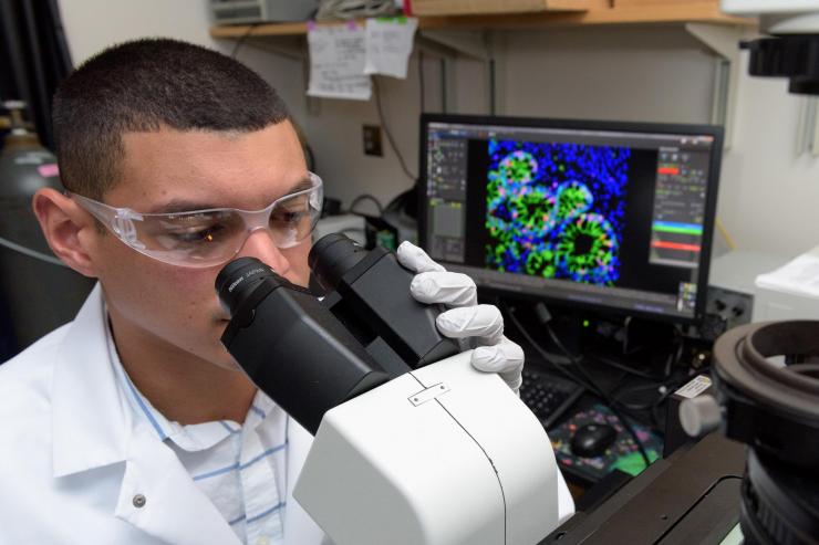 <p>Georgia Tech Graduate Research Assistant Ricardo Cruz-Acuña examines differentiating human intestinal organoids (HIOs) under a microscope. The research may lead to a new technique for treating injuries caused by gastrointestinal diseases. (Credit: Rob Felt, Georgia Tech)</p>