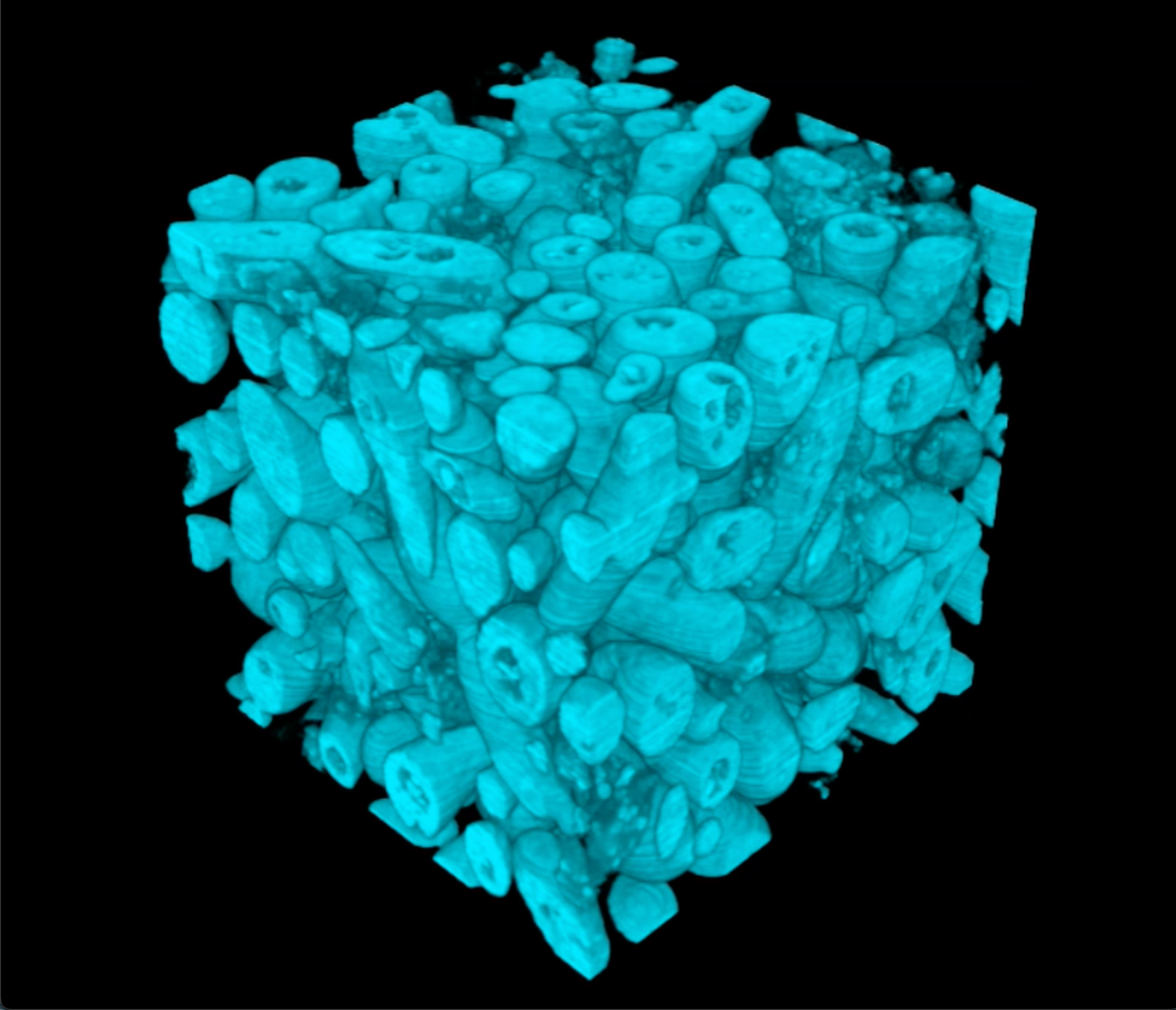 internal yeast structure