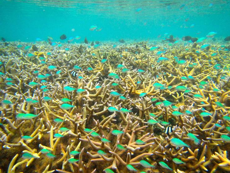 <p>Fishes and healthy coral show the benefits of marine protected areas designed to protect reef ecosystems. (Credit: Cody Clements, Georgia Tech)</p>