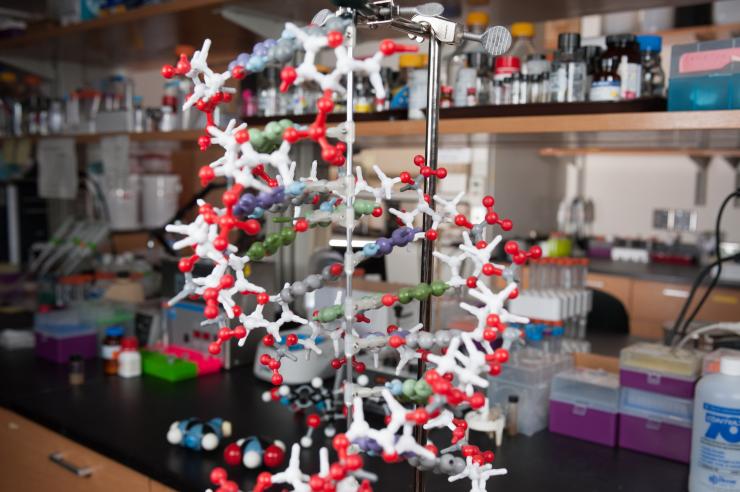 <p>A model of an RNA helix. Credit: Georgia Tech / Fitrah Hamid</p>