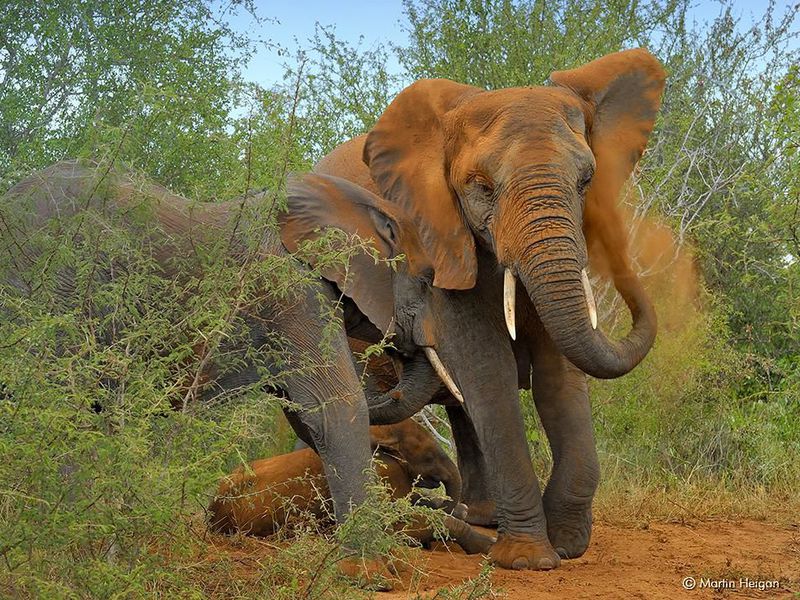 elephants in field