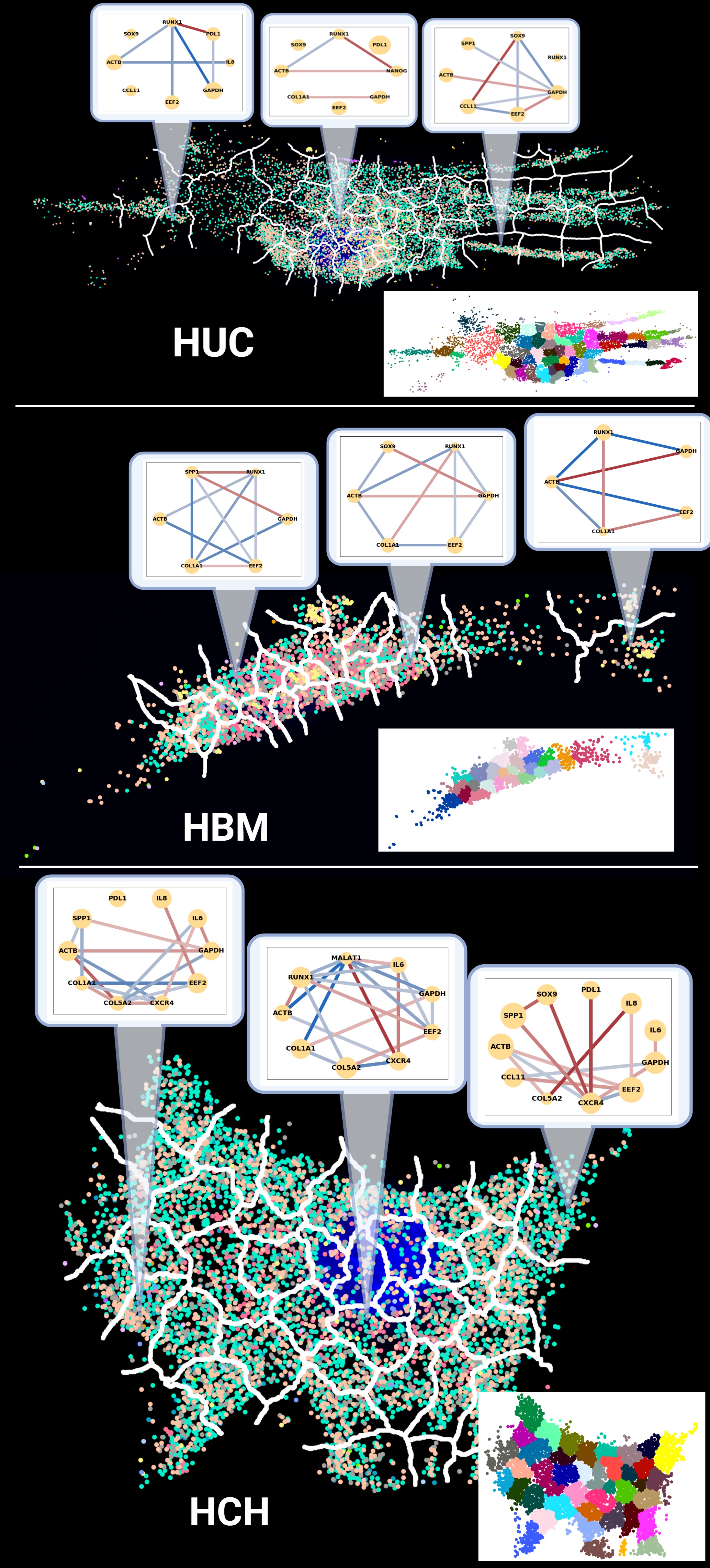 MSCs from different sources (HBM, HUC) and human chondrocytes (HCH) present varying gene neighborhood networks. 