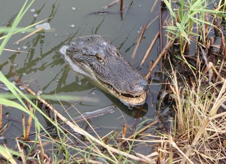 Studying alligator hearts can lead to better understanding of heart electrophysiology and how to help minimize fibrillation risk in humans. (Photo credit: Z. Owerkowicz) 