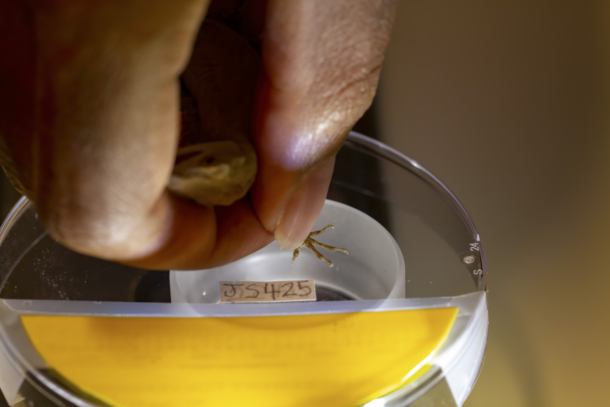 Georgia Tech's Assistant Professor Stroud taking a footprint of a lizard in his lab.