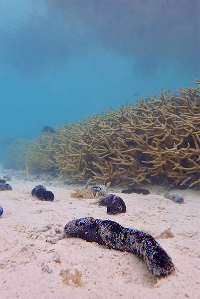 sea cucumbers in the ocean