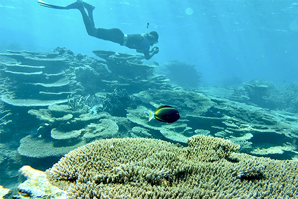 sea cucumbers in the ocean