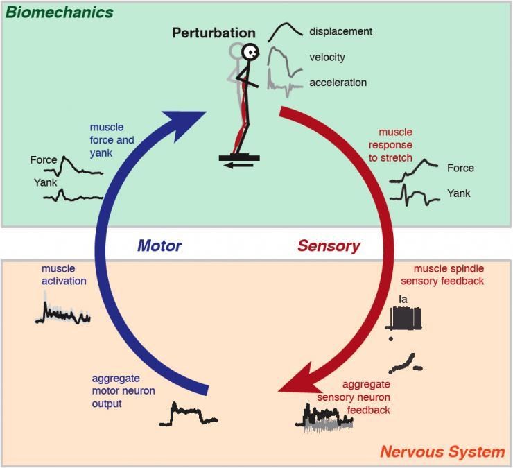 <p>A group of scientists have proposed to define change in force over time as "yank." We don’t feel motion if it’s smooth. What we do feel is acceleration or deceleration: changes in speed over time. However, muscles appear to respond to changes in force over time.</p>