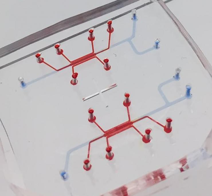 <p>The blood-brain barrier on a chip is as small as many organs on chips, but it gives astrocytes lots of room to unfold in 3D. Credit: Georgia Tech / YongTae Kim lab</p>