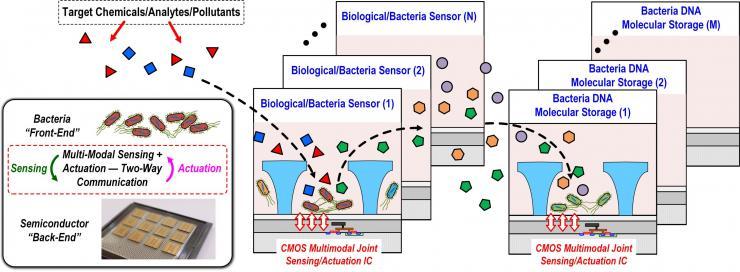 SemiSynBio-II: A Hybrid Programmable Nano-Bioelectronic System